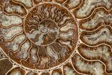 8.1" Agatized, Cut & Polished Ammonite Fossil - Madagasar - #191369-4